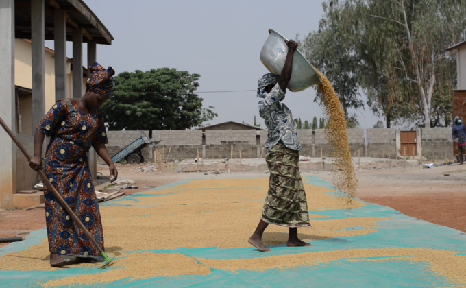 The rice industry,   an illustration of female entrepreneurial success