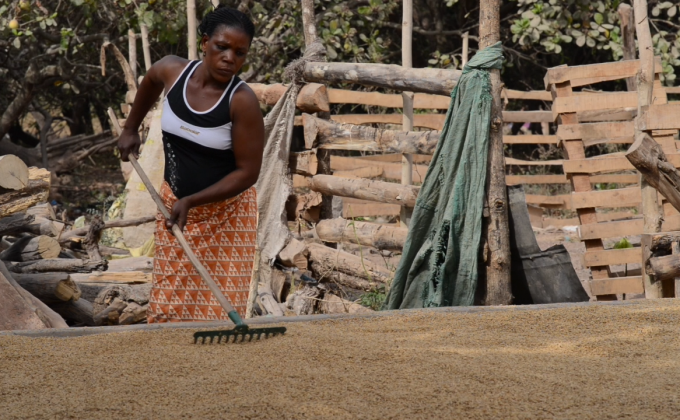 The rice industry,   an illustration of female entrepreneurial success