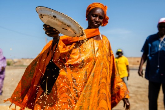 Femmes et Agriculture Résilientes (Projet FAR)