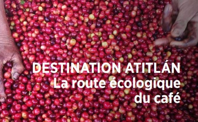 Destination Atitlán : La route écologique du café